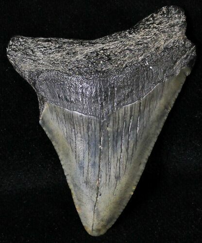 Juvenile Megalodon Tooth - South Carolina #18497